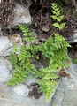 cheilanthes_2.jpg