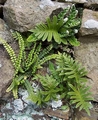 ferns_2.jpg