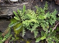 ferns_3.jpg