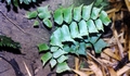 Adiantum-#03.jpg