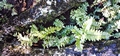Adiantum-#04.jpg