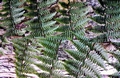 fern-#08.jpg