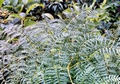 fern-#10.jpg