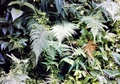 fern-#14.jpg