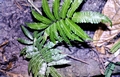 fern-#15.jpg