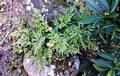 fern-#18.jpg