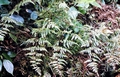 fern-#21.jpg