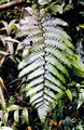 fern-#24.jpg