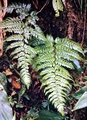 fern-#26.jpg