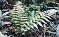 fern-#27.jpg