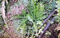 fern-#33.jpg
