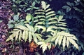 fern-#33b1.jpg