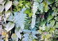ferns-#02.jpg