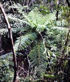 Tree-fern-#01.jpg