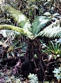 Tree-fern-#03.jpg