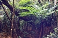 Tree-fern-#06.jpg
