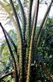Tree-fern-#08.jpg