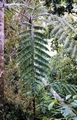 Tree-fern-#09.jpg