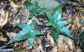 Asplenium hemionitis #15.jpg