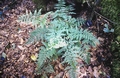 Asplenium onopteris #23.jpg