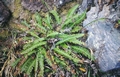 Blechnum spicant (Struthiopteris spicant) #62.jpg