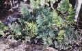 Cheilanthes pulchella #08.jpg