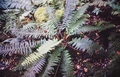Dryopteris affinis #66.jpg