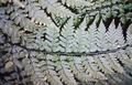 Dryopteris guanchica #60.jpg