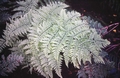 Dryopteris guanchica #64.jpg