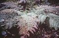 Dryopteris oligodonta #61.jpg