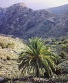 Phoenix canariensis #27.jpg
