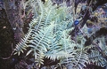Polypodium macaronesicum subsp. macaronesicum #57.jpg