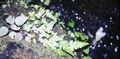 Woodwardia radicans (sporelings) #14.jpg