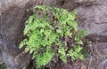 Adiantum capillus-veneris #076.jpg