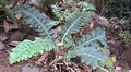 Asplenium aureum #038.jpg