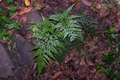 Asplenium onopteris #017.jpg