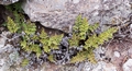 Cheilanthes guanchica #047.jpg
