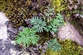 Cheilanthes pulchella #069.jpg