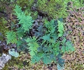 Cheilanthes pulchella #081.jpg