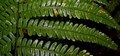Dryopteris affinis #061.jpg