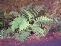 Dryopteris oligodonta #012.jpg