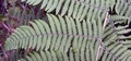 Dryopteris oligodonta #015.jpg