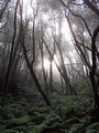 Laurisilva forest #064.jpg