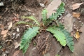 Asplenium aureum #33.jpg