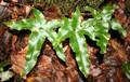 Asplenium hemionitis.jpg