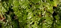 Hymenophyllum tunbrigense  #37.jpg