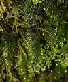 Hymenophyllum tunbrigense  #38.jpg