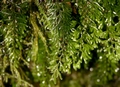 Hymenophyllum tunbrigense  #39.jpg