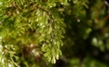 Hymenophyllum tunbrigense  #40.jpg
