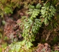 Hymenophyllum tunbrigense  #43.jpg